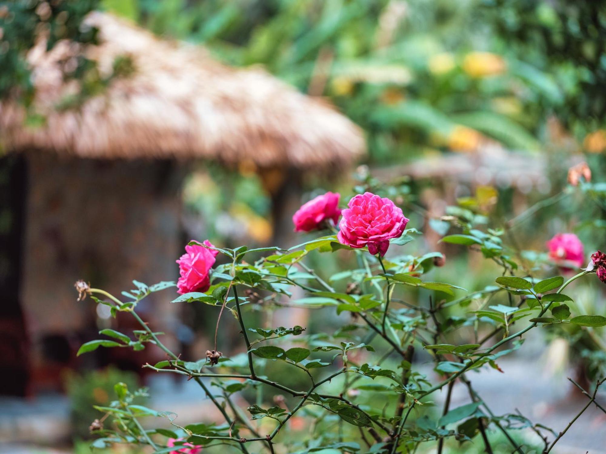 Cozy Beer Garden Homestay Ninh Bình Extérieur photo
